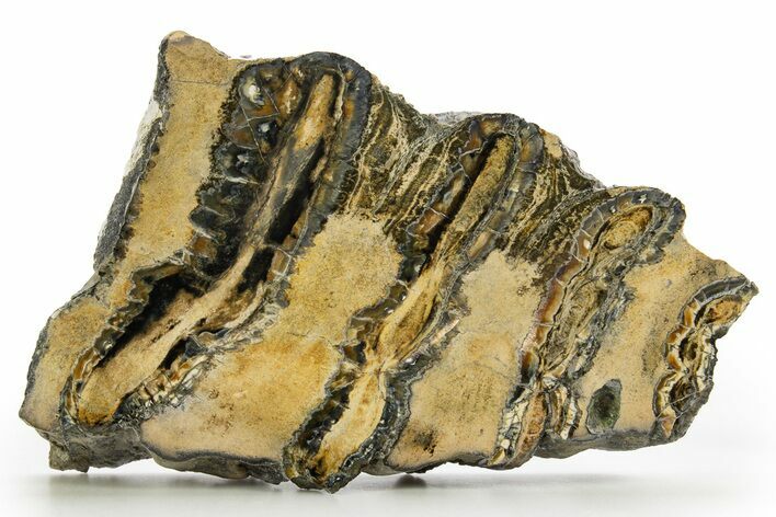 Polished Mammoth Molar Slice - South Carolina #316534